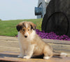 Collie Lassie For Sale Fredericksburg OH Female-Gigi