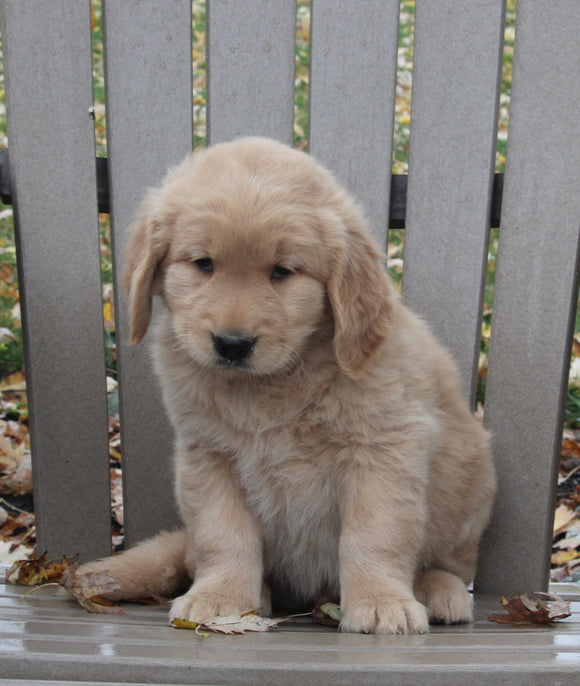 AKC Registered Golden Retriever For Sale Fredericksburg OH Male-Lance