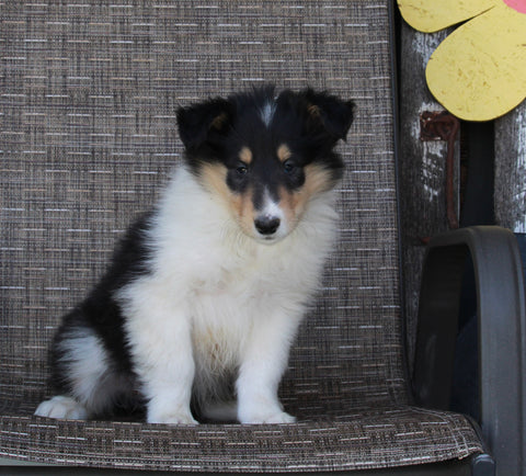 Collie Lassie For Sale Fredericksburg OH Female-Rosie