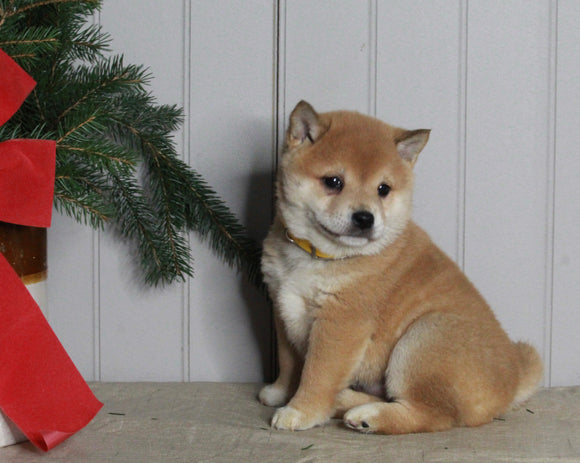AKC Registered Shiba Inu For Sale Dundee OH Male-Sammy