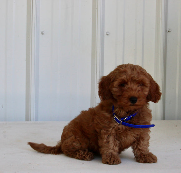 Mini Goldendoodle For Sale Wooster OH Female-Bambi