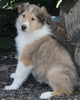 AKC Registered Lassie Collie For Sale Millersburg OH Female-Whitney