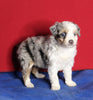 Mini Aussiedoodle For Sale Millersburg OH Female-Lacey