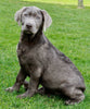 AKC Registered Silver Labrador Retreiver For Sale Sugarcreek OH Female-Molly