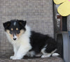 Collie Lassie For Sale Fredericksburg OH Female-Rosie