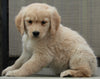 Golden Retriever For Sale Fredericksburg OH Female -Abby