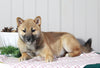 AKC Registered Shiba Inu For Sale Dundee, OH Female- Sally