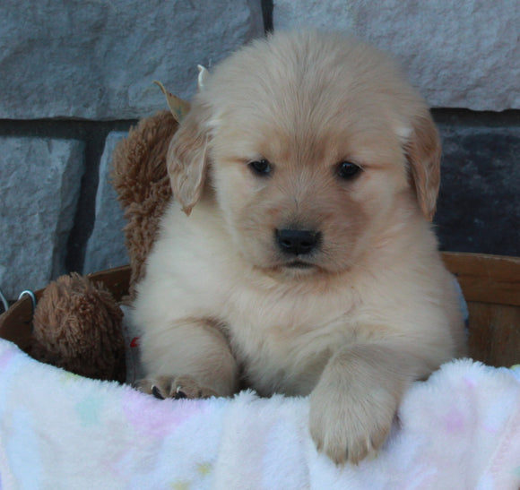 AKC Registered Golden Retriever For Sale Brinkhaven OH Female-Dolly