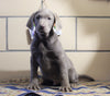 AKC Registered Labrador Retriever For Sale Sugarcreek, OH Male- Axel