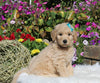 Goldendoodle For Sale Sugarcreek OH Female-Holly