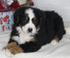 AKC Registered Bernese Mountain Dog For Sale Millersburg OH Male-Bingo