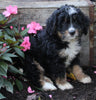 Mini Brenedoodle For Sale Millersburg OH Female-Bella