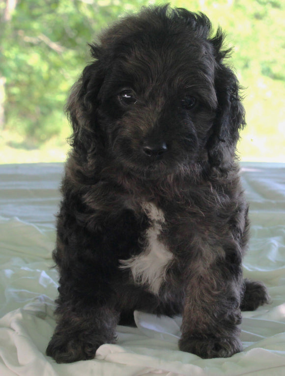 Cockapoo For Sale Dundee OH Male-Andre'