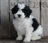AKC Registered Moyen Poodle For Sale Wooster OH Male- Axel