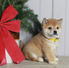 AKC Registered Shiba Inu For Sale Dundee OH Male-Sammy