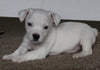 Jack Russel Terrier For Sale Fredericksburg OH Male-Rocky