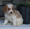AKC Registered Moyen Poodle For Sale Wooster OH Female-Annie