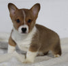 AKC Registered Pembroke Welsh Corgi For Sale Millersburg OH Male-Cody