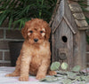 Medium F1BB Goldendoodle For Sale Millersburg OH Female-Dawn