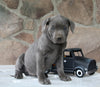 AKC Registered Cane Corso For Sale Wooster OH Female-Dora