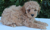 AKC Registered Mini Poodle For Sale Millersburg OH Male-Tarzan