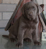 AKC Registered Labrador Retriever Silver For Sale Sugarcreek OH Male-Shadow