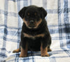 AKC Registered Rottweiler For Sale Shreve OH Female-Bella