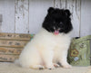 Pomeranian For Sale Millersburg, OH Male- Charles