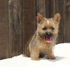 AKC Registered Cairn Terrier For Sale Millersburg OH -Male Weston