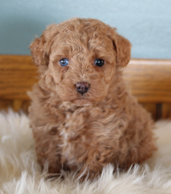 Mini Poodle For Sale Millersburg OH Female-Missy