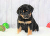 AKC Registered Rottweiler For Sale Holmesville, OH Male- Brady