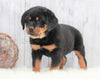 AKC Registered Rottweiler For Sale Holmesville, OH Male- Asher