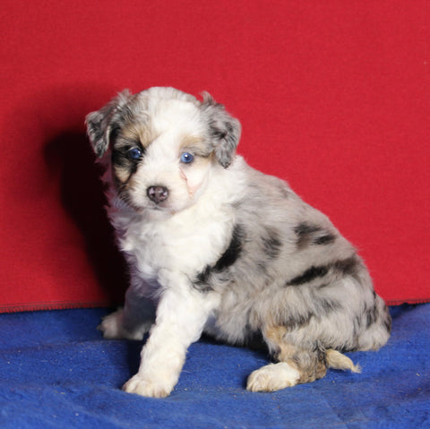 Mini Aussiedoodle For Sale Millersburg OH Female-Lacey