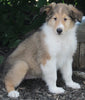 AKC Registered Lassie Collie For Sale Millersburg OH Female-Whitney