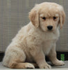 Golden Retriever For Sale Fredericksburg OH Female -Abby