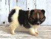 ACA Registered Pomeranian For Sale Millersburg OH Female-Julie