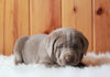 AKC Registered Silver Labrador Retriever For Sale Fredericksburg, OH Male- Jack