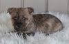 AKC Registered Cairn Terrier For Sale Millersburg OH Male-Zeke