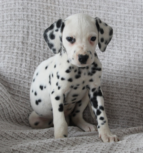 AKC Registered Dalmatian For Sale Wooster OH Female-Ava