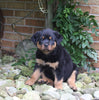 AKC Registered Rottweiler For Sale Shreve OH Male-King