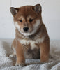 AKC Registered Shiba Inu For Sale Millersburg OH Female-Beauty