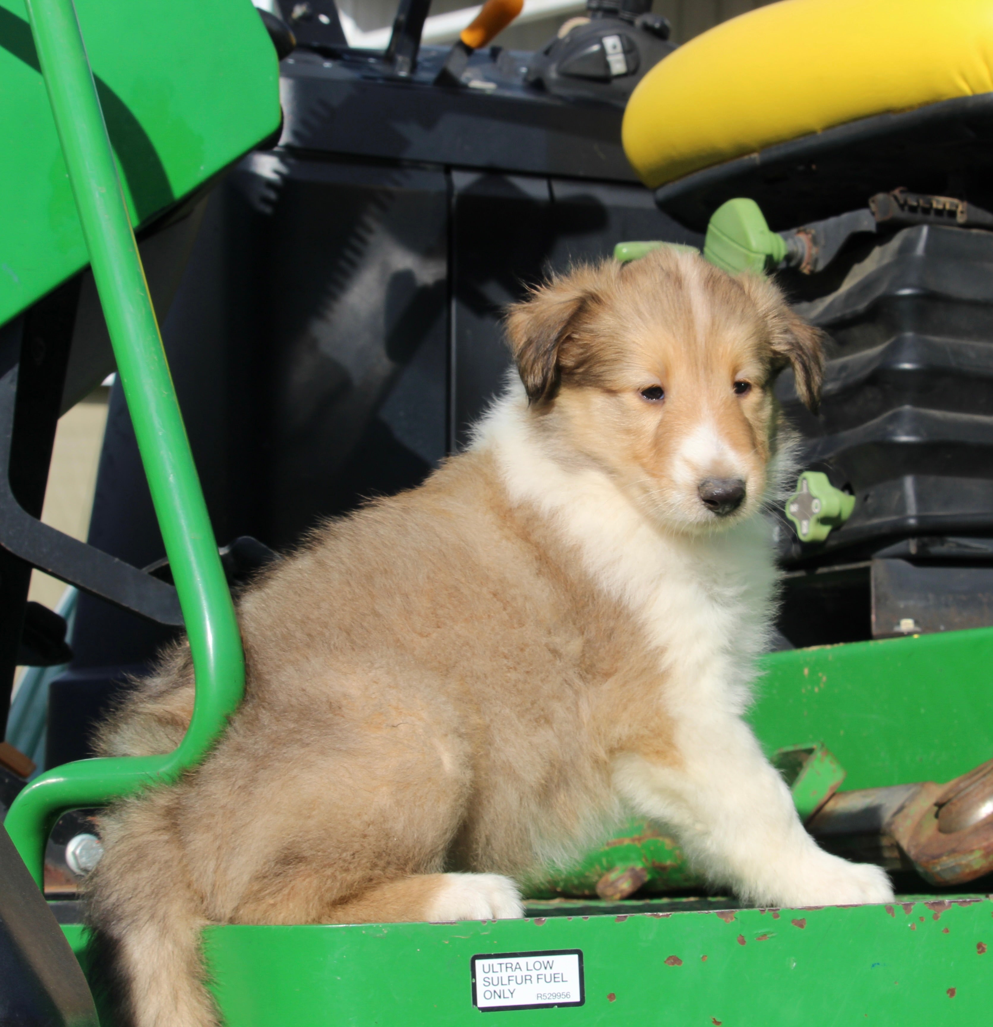 Akc Registered Collie Lassie For Sale Fredericksburg Oh Female Hazel Ac Puppies Llc 