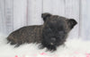 AKC Registered Cairn Terrier For Sale Millersburg, OH Female- Jade