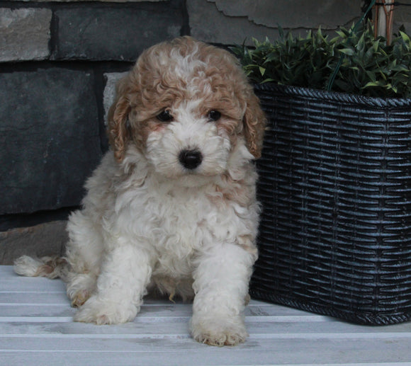 AKC Registered Moyen Poodle For Sale Wooster OH Male-Arlo