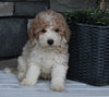 AKC Registered Moyen Poodle For Sale Wooster OH Male-Arlo