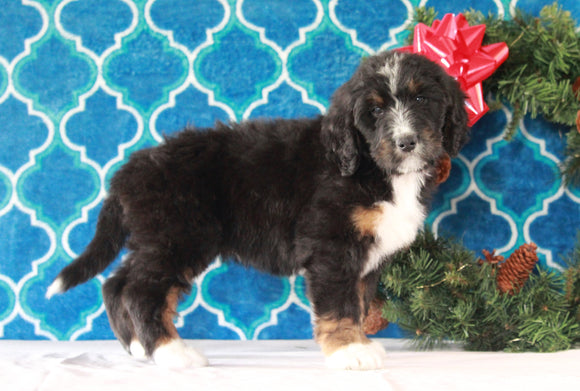 Bernedoodle (Standard) For Sale Sugarcreek, OH Female- Misty