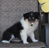 Collie Lassie For Sale Fredericksburg OH Female-Rosie