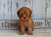 AKC Registered Toy Poodle For Sale Millersburg OH Male-Teddy