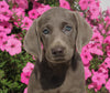 AKC Registered Labrador Retriever For Sale Sugarcreek OH Female-Ivory