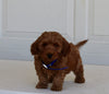 Mini Goldendoodle For Sale Wooster OH Female-Bambi